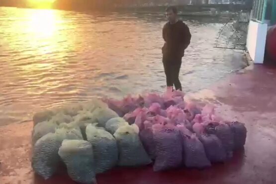 Kadıköy’de 1 ton kaçak midye avlayan kişiye, ekipler 24 bin liralık ceza kesti.