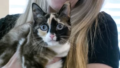 ABD'de iade edilen kargo paketine gizlice giren kedi günler sonra sahiplerine kavuştu.