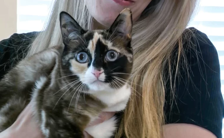 ABD'de iade edilen kargo paketine gizlice giren kedi günler sonra sahiplerine kavuştu.
