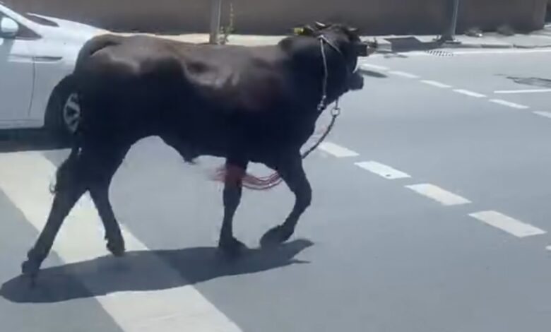 Bir bayram klasiği! Dana firarda 1 İstanbul'da kurban bayramı öncesi klasik bir görüntü yaşandı. Kağıthane'de sahibinin elinden kaçan kurbanlık ortalığı birbirine kattı.