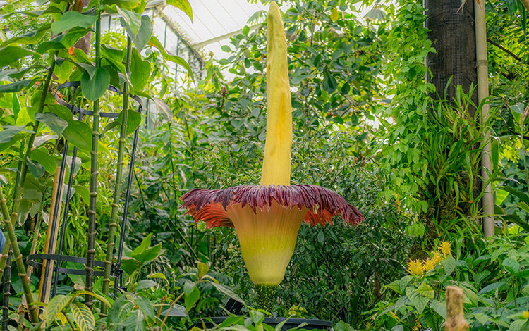 Londra'daki Kew Gardens Kraliyet Botanik Bahçesi’nde kötü kokusu sebebiyle ceset çiçeği olarak bilinen titan arum açtı.