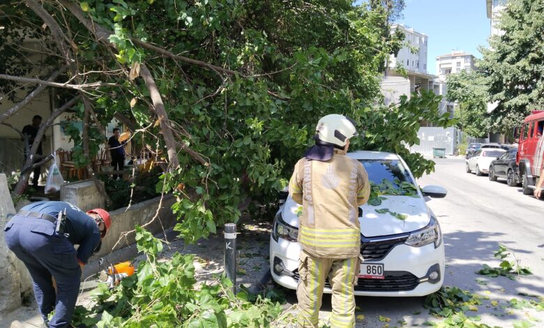 Kadıköy'de çürüyen ağaç otomobilin üzerine devrildi 1 kadikoyde curuyen agac devrildi