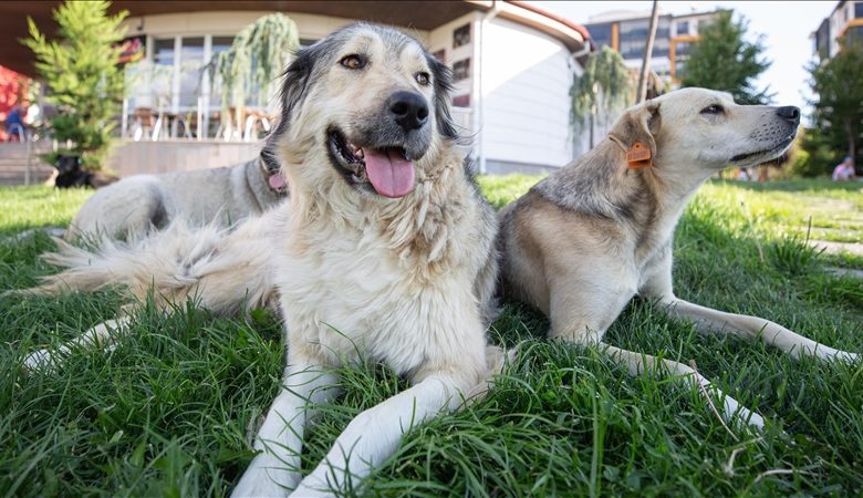 İstanbul Valiliği, yayımladığı yeni genelgeyle kent genelinde sahipsiz köpeklerin kontrolsüz şekilde beslenmesine izin verilmeyeceğini duyurdu.